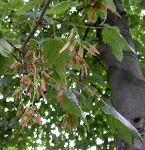 Ahorn - frugter, foto Lene Verner Hansen