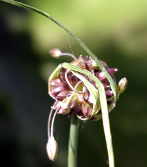 Vild Løg - blomstrende, foto Lene Verner Hansen