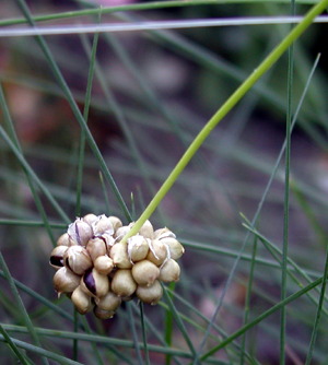 Sand-Løg - næsten blomstrende, foto Lene Verner Hansen