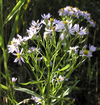 Strandasters, foto Lene Verner Hansen