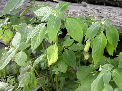 småblomstret Balsamin, foto Lene Verner Hansen