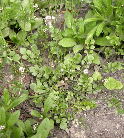 Roset-Springklap, foto Lene Verner Hansen