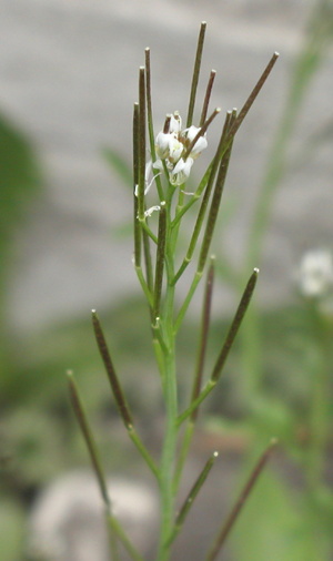 Roset-Springklap, blomst og skulper, foto Lene Verner Hansen