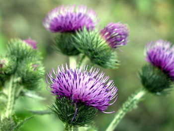 Kruset Tidsel - blomster, foto Lene Verner Hansen