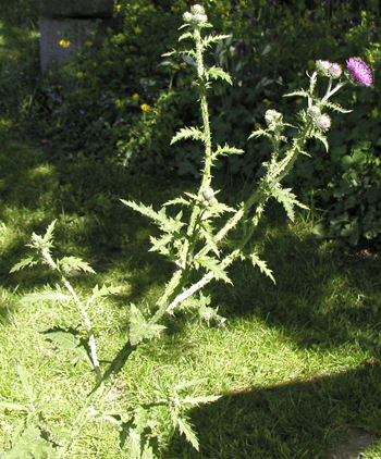 Kruset Tidsel, foto Lene Verner Hansen