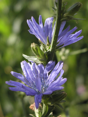 Cikorie - blomster,Lene Verner Hansen