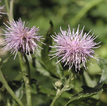 Ager-Tidsel - blomster, foto Lene Verner Hansen