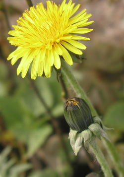 Fandens Mælkebøtte - blomst og knop, foto Lene Verner Hansen