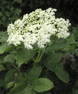 hyldeblomster, foto Lene Verner Hansen