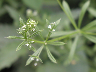 Burresnerre, blomster, foto Lene Verner Hansen