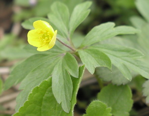 gul anemone, foto Lene Verner Hansen