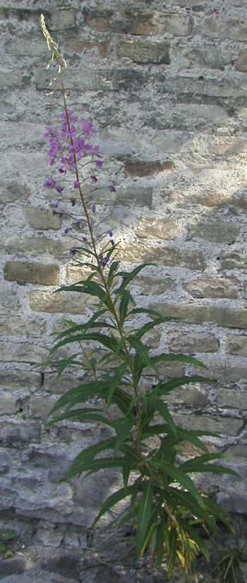 Gederams, foto Lene Verner Hansen