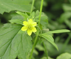 Feber Nellikerod - blomst; foto Lene Verner Hansen