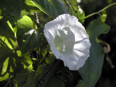 blomst af gærde snerle