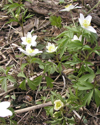 hvid anemone, foto Lene Verner Hansen