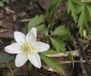 hvid anemone, foto Lene Verner Hansen