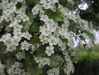 blomstrende hvidtjørn, foto Lene Verner Hansen