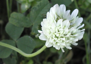 Hvidkløver, blomst; foto Lene Verner Hansen