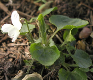 'hvid viol', foto Lene Verner Hansen