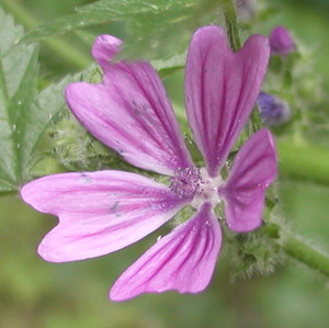 katost - enkel blomst, foto Lene Verner Hansen