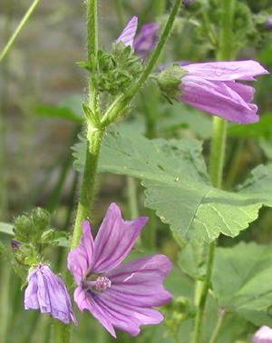 katost, foto Lene Verner Hansen