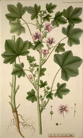 fra Flora Danica
