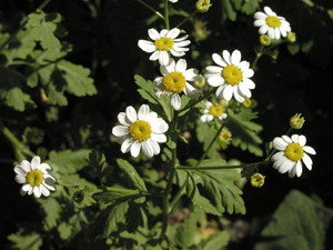 Matrem - blomster, foto Lene Verner Hansen