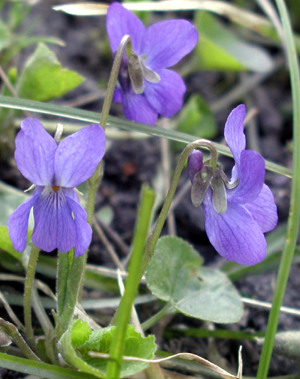 viol, foto Lene Verner Hansen