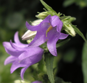 Nælde-Klokke - nærbillede af blomster, foto Lene Verner Hansen