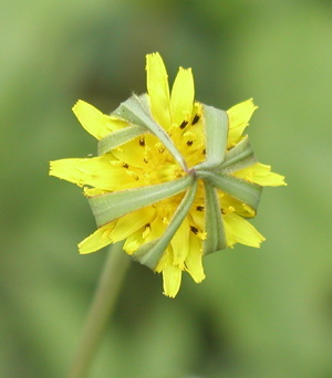 blomst - Eng-Gedeskæg, foto Lene Verner Hansen