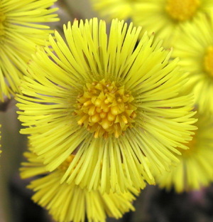 blomstfølfod, foto Lene Verner Hansen