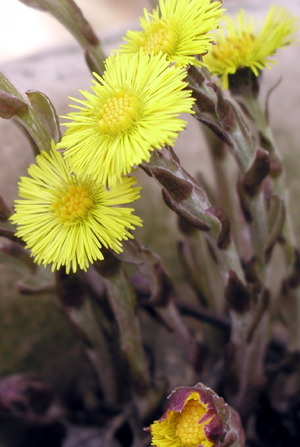 følfod, foto Lene Verner Hansen