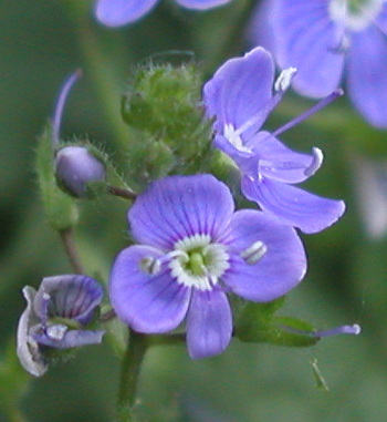 Tveskægget Ærenpris - nærbillede af blomst; foto Lene Verner Hansen