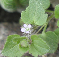 blomst, Vedbend-Ærenpris, foto Lene Verner Hansen