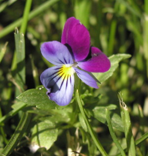 Stedmoderblomst, foto lene verner Hansen