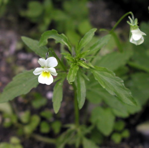 Ager-stedmoderblomst, foto lene verner Hansen