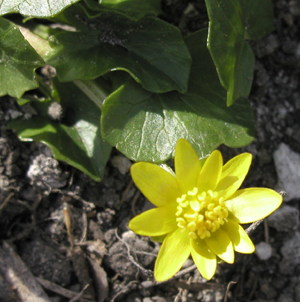 vorterod, blomst, foto Lene Verner Hansen